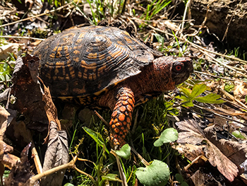 A box turtle is pictured in the grass at the state game area.