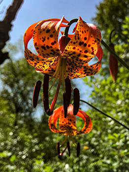 A beautiful orange blooming Michigan lily is shown at the state game area.