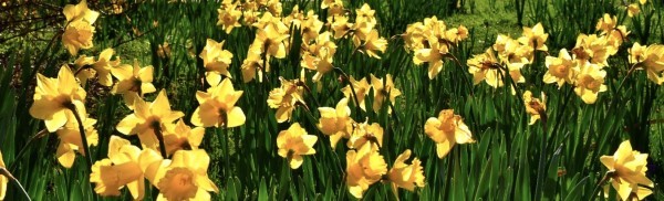 Daffodils emerge from the verdant ground, tall and vibrantly yellow in the spring afternoon.