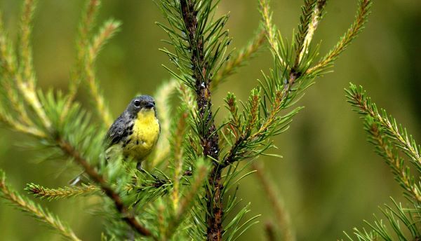 A gray-and-yellow Kirtland's warbler bird perches on a green jack pine bough