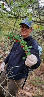 A person in the woods holds up an invasive Japanese barberry branch, showing its bright red berries.