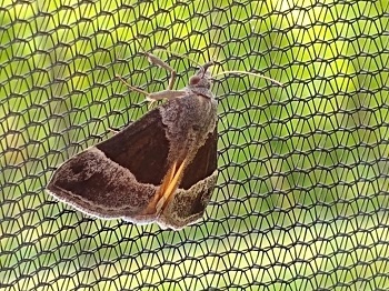 A hypena opulenta moth with open wings rests on a screen.