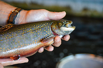A handheld brook trout, Michigan's state fish, is shown.