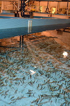 Fish are shown in a raceway tank at a Michigan fish hatchery.