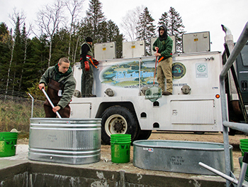 An outdoor fisheries crew counts musky into a tank.