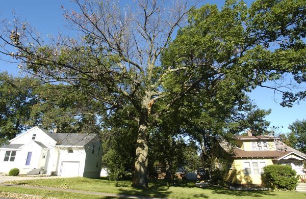 An oak tree that has lost its foliage from the top due to oak wilt sits near a small white house on a blue-sky summer day.