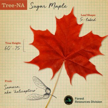 Sugar maple TreeNA graphic with red, 5-pointed leaf and samara graphic