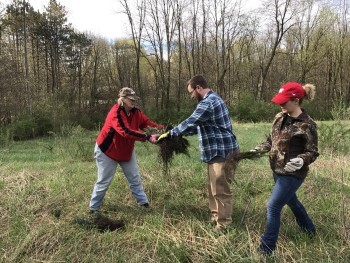 Three volunteers dispose of unwanted botanical waste from a forested prairie.