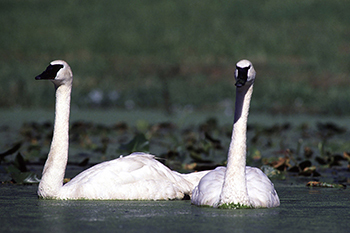 two trumpeter swans in wetland