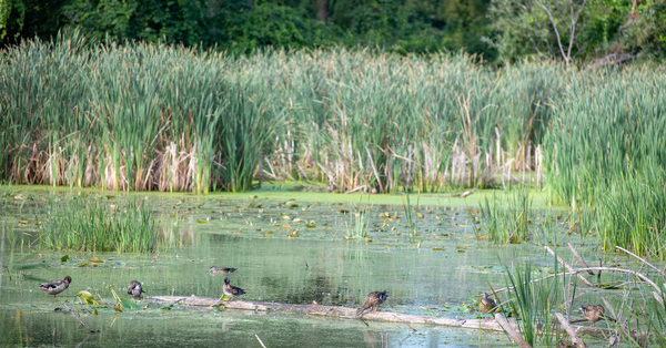 ducks on a log in wetland area