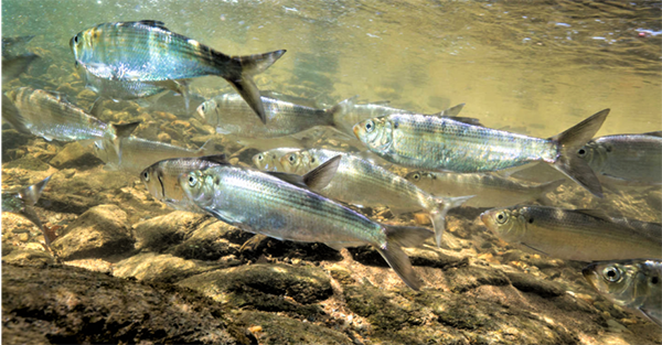 Alewives are shown swimming in a school, part of the walleye story.
