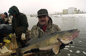 A trophy walleye is shown from the Tittabawassee River.