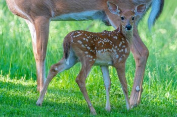 White-tailed deer fawn stands in front of its mother.