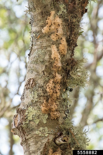 Small, black spongy moth caterpillars emerging from egg masses on a tree trunk.