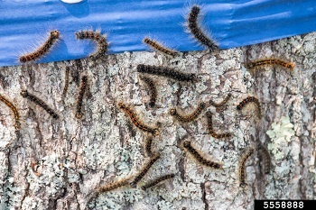 Approximately 20 spongy moth caterpillars climbing on a tree trunk, with four stuck to a band of blue tape wrapped around the trunk.