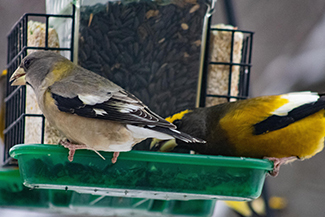 A female and male evening grosbeak are shown at a bird feeder in winter.