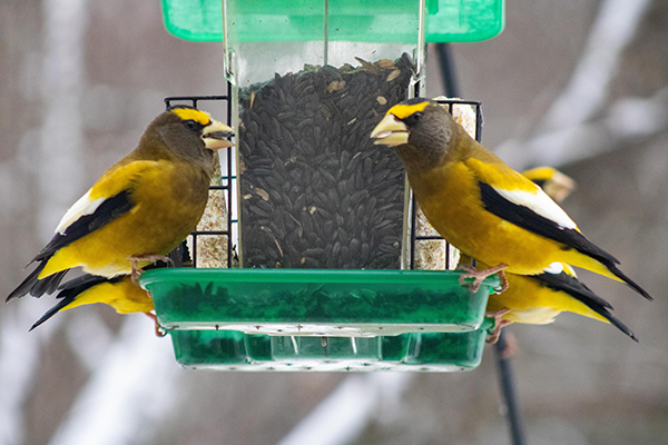 Male evening grosbeaks crowd around a bird feeder in winter.