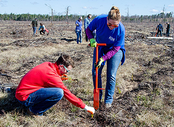 A group of people is shown planting jack pine trees to help create habitat for Kirtland's warblers.