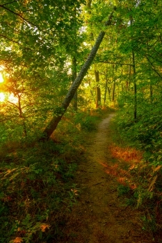 sun shining through trees on forest path