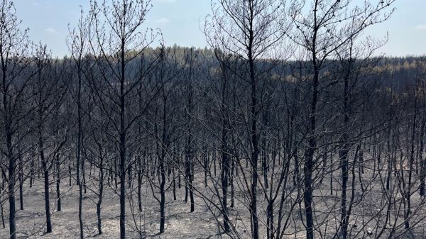 Blackened trees and ash are visible at the site of a wildfire 