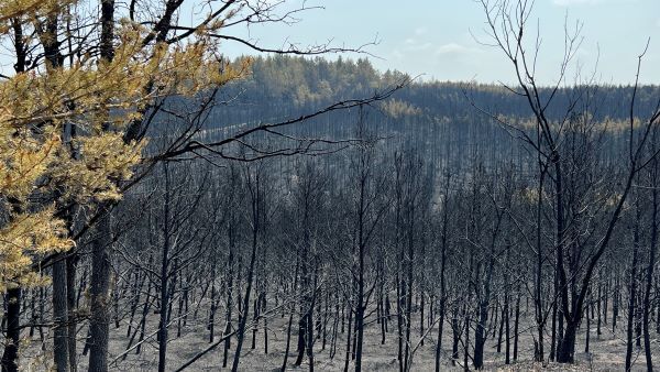 The landscape near grayling after the fire: some areas are blackened, and some green trees survive in others