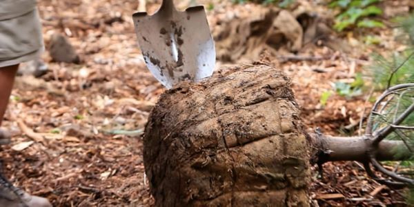 A person prepares to plant a ball and burlap tree in the soil