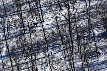 Two moose are shown in an aerial photo, against a tree- and snow-covered landscape in Marquette County.