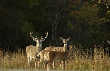 A small group of white-tailed deer, one a mature buck with big antlers, stand in a field of golden grass against a dark forest backdrop