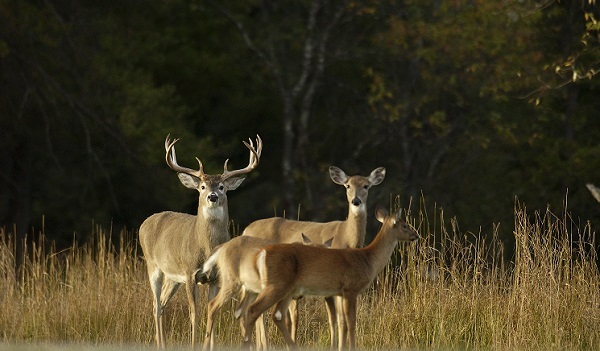 Deer regulations approved for 2023-2025 hunting seasons