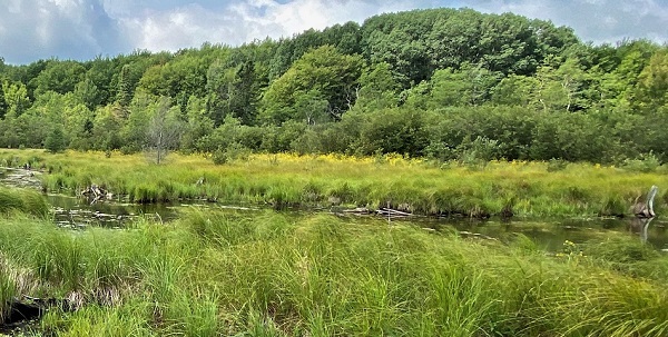 lush green reeds front a shallow, winding stream set against a backdrop of mature, full green trees and a blue, cloud-filled sky