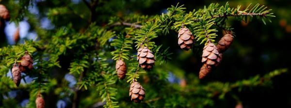 Closeup of hemlock needles and cones 