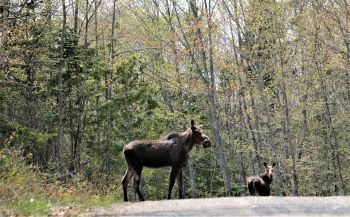 Moose are among the many types of wildlife living on the proposed 73,00-acre Michigamme Highlands site. 