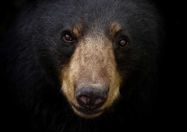 closeup of a black bear's face