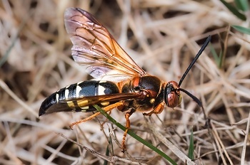a wasp with a black and gold body, black legs and antennae, and pale orange, translucent wings on a bed of pale, dry grass and brush
