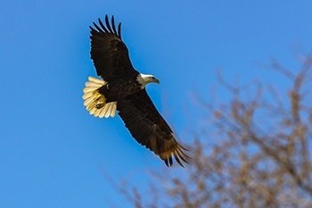 a bald eagle, with brown wings fully extended and a white head and tail, flies against a brilliant blue sky