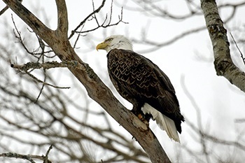 a bald eagle, with white head and tail and brown body, perches in a leafless, brown-barked tree against a pale sky