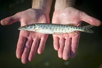 a small, slender, silvery fish about 8 inches long, held in two palms-up, wet hands over dark blue-green water