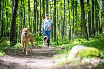 An older man in a ballcap and sweatshirt walks a big, yellow dog and a smaller black border collie, along a lush, green-forested trail