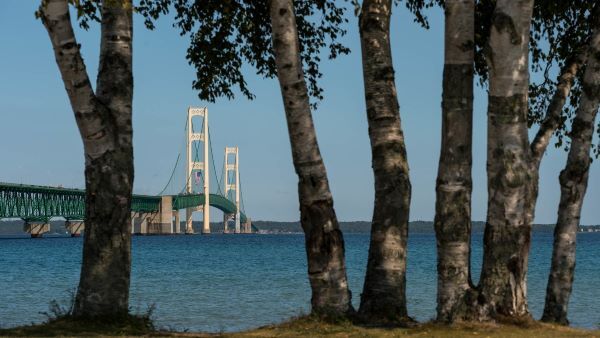 A group of trees sit along the shoreline, looking out to the Mackinac Bridge. 