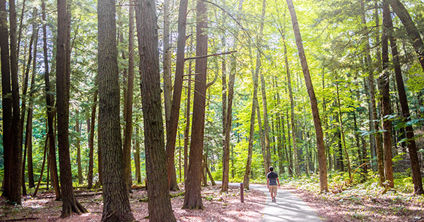 Man walking on a trail through tall trees. 