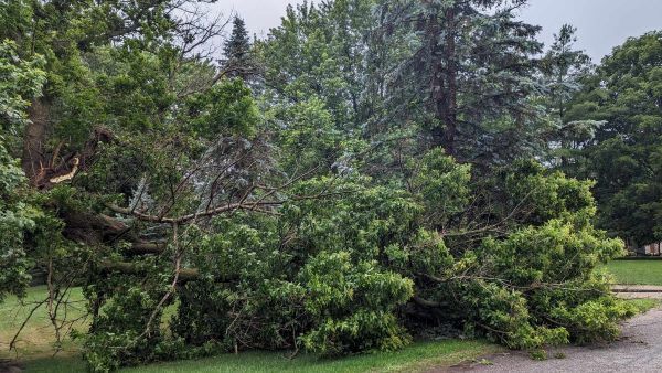 A broken, fallen tree next to a roadway