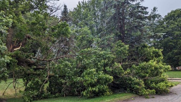 A large tree lies on the ground after its trunk has broken. 