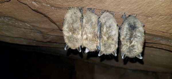 Four fuzzy bats in a row clinging to a cave ceiling