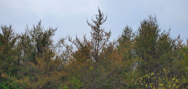 Jack pine trees show browned tips from budworm damage