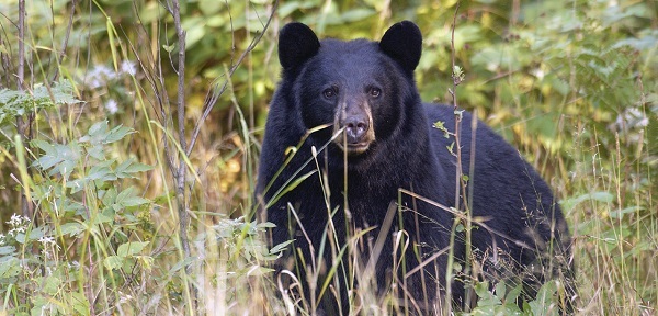 mature black bear sits on its haunches, resting among dried grasses in a sunlit field