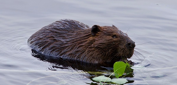 a dark brown beaver, slick with water, swims in dark water on a cloudy day, a green leafy twig floats in front 