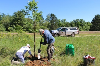 a man in jeans and ballcap shovels dirt as another man, kneeling, supports a tall, young sapling they are planting in an open field area