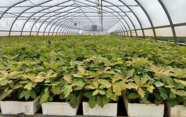 A greenhouse of young oak trees being prepared for planting