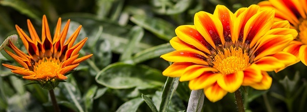 Close-up view of a few brightly colored orange and gold flowers against dark green foliage