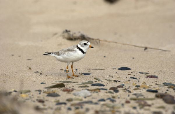 Piping plover stands on the beach